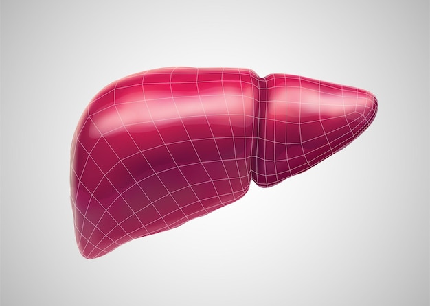 Human liver 3d vector health and medicine