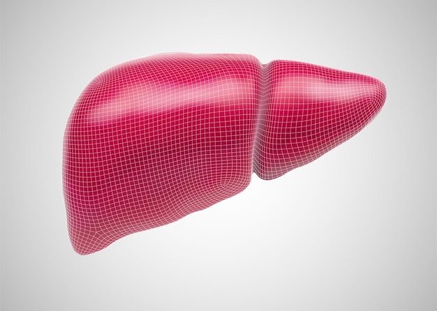 Human liver 3d vector health and medicine