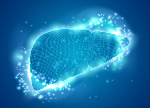 Human liver 3d vector health and medicine