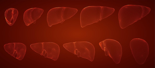 Human liver 3d vector health and medicine