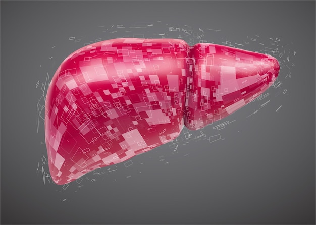 Human liver 3d vector health and medicine