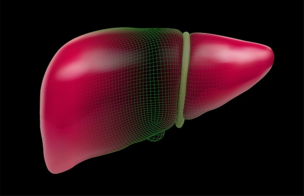 human liver 3d vector health and medicine