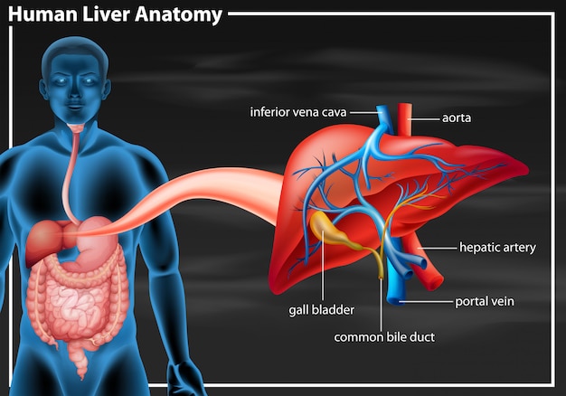 Human liver anatomy diagram