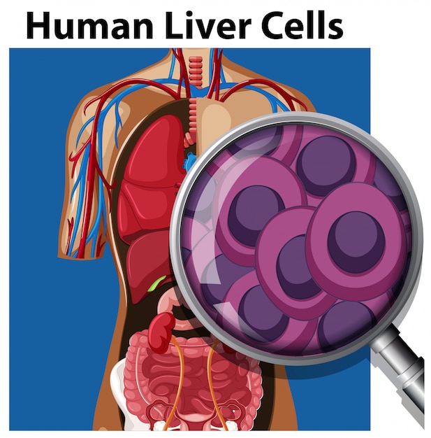 A human liver cells