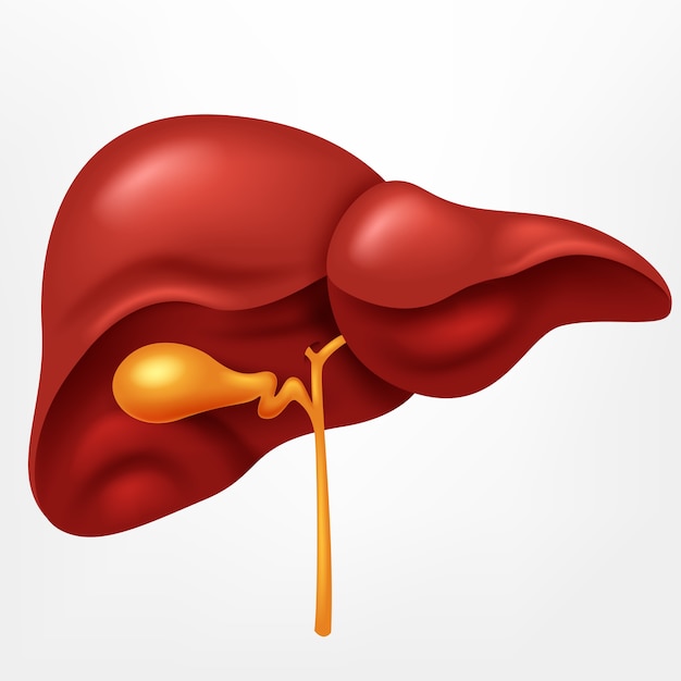 Fegato umano nel sistema digestivo