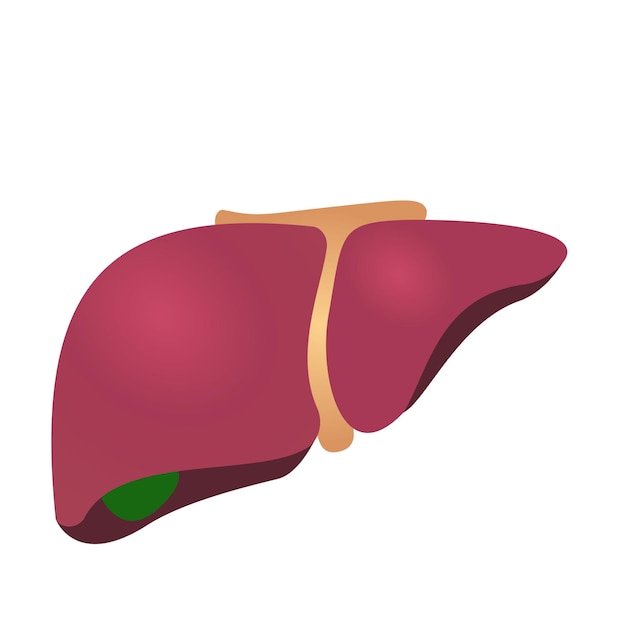 Human liver and gallbladder vector illustration