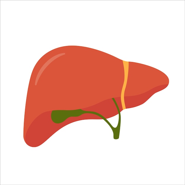 Human liver and gallbladder