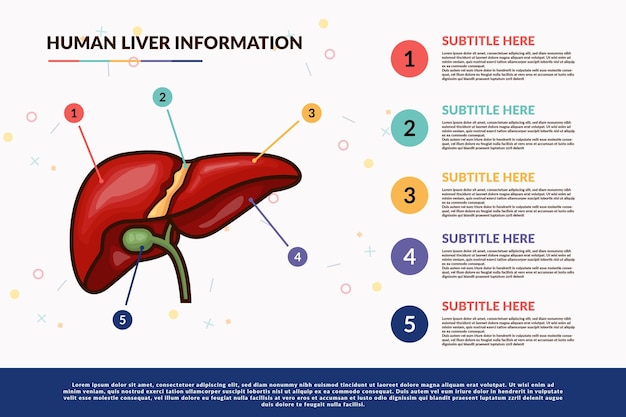 Vector human liver infographic template concept with text of various color