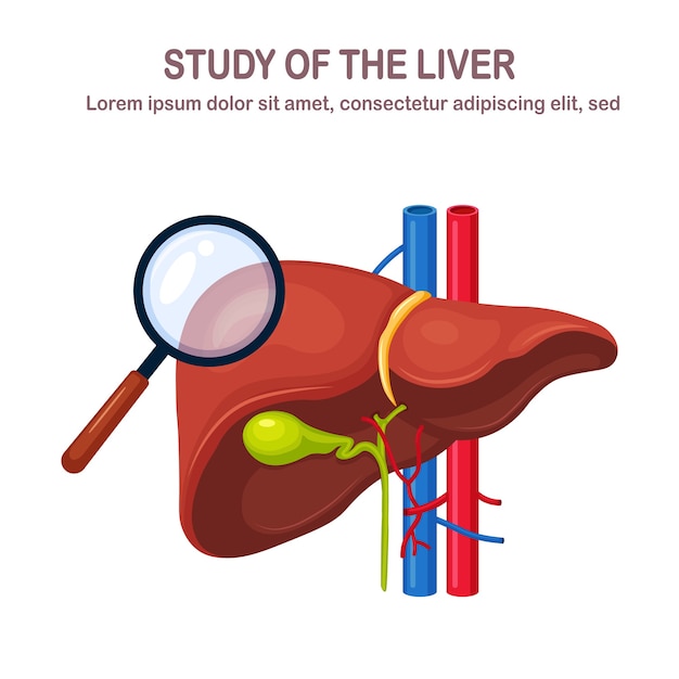 Vector human liver isolated on white background. study of internal organ.