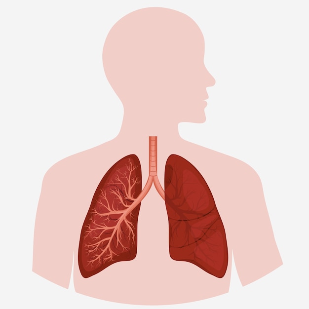 Diagramma di anatomia del polmone umano. grafica di cancro respiratorio di malattia.