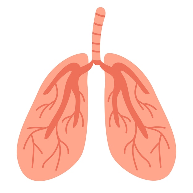 Human lungs Cartoon organ Vector illustration