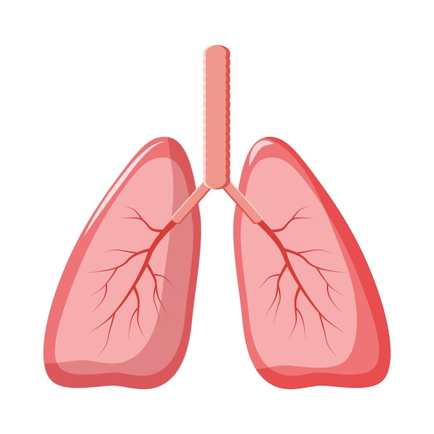 ベクトル 白い背景の漫画スタイルの人間の肺のアイコン