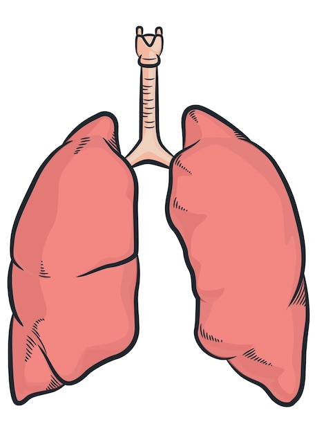 Vector human lungs organ respiratory body parts