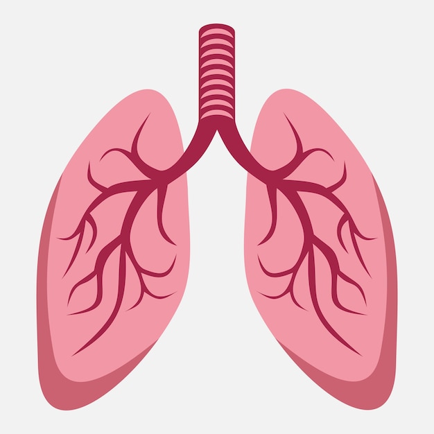 Vector human lungs vector icon3