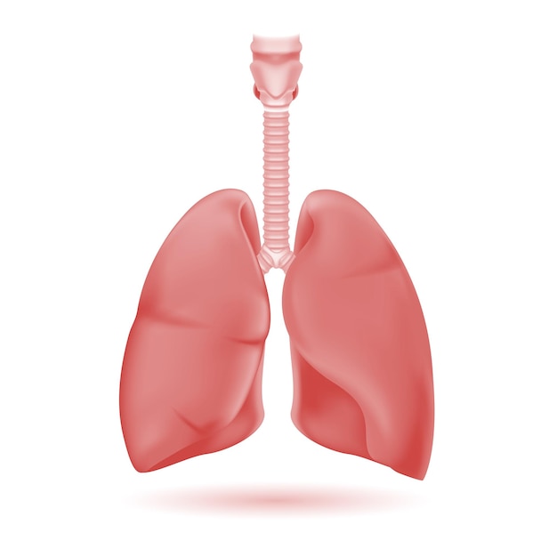 Human lungs vector illustration