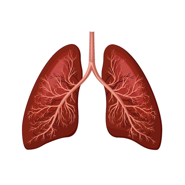 human Lungs 