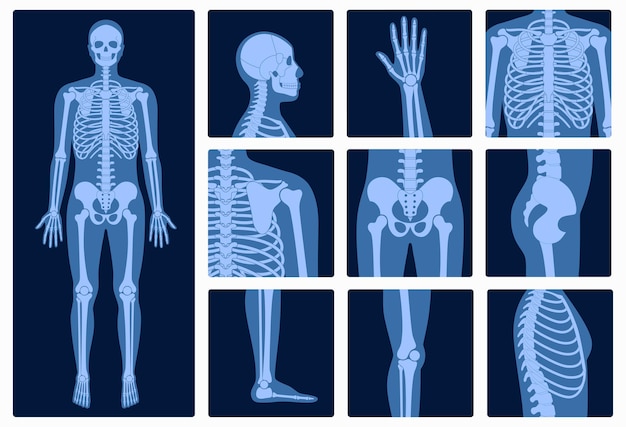 Vector human man skeleton anatomy, joints and parts of male body on x ray vector illustration