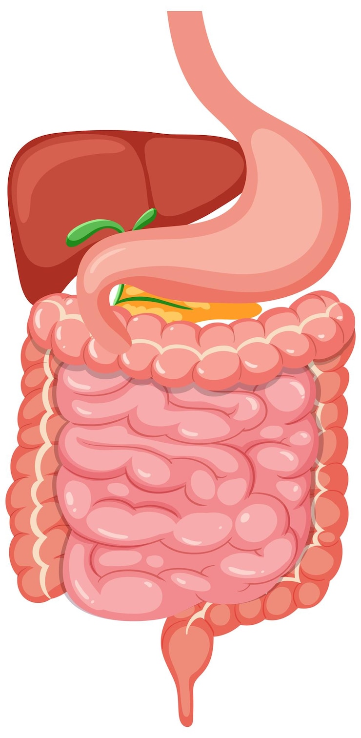 Vector human medical digestive system