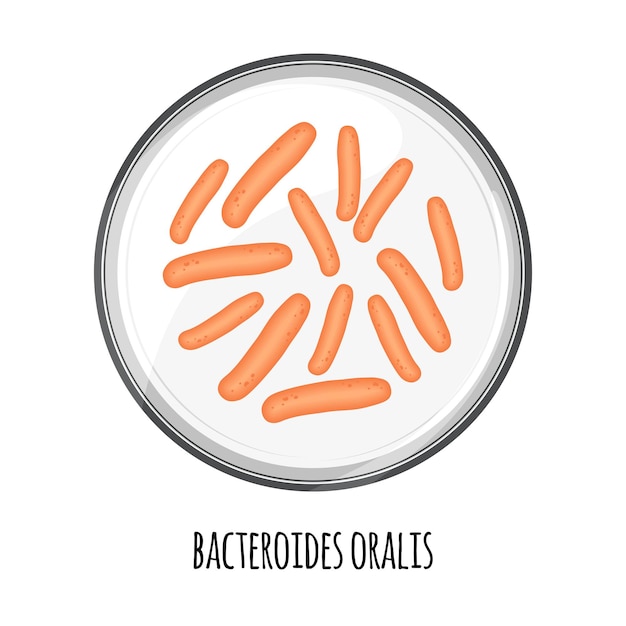 The human microbiome of bacteroides oralis in a petri dish Vector image Bifidobacteria lactobacilli