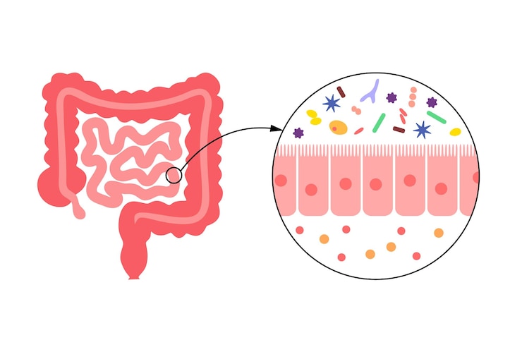 Vector human microbiome and intestine anatomical poster microbiota and surface area of intestinal walls