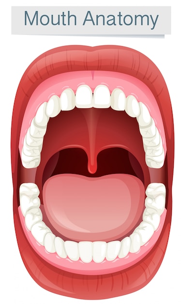 Human mouth anatomy on white background