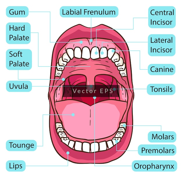 Vector human mouth teeth body parts anatomy