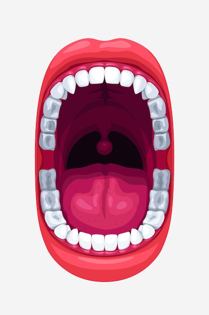 Vector human mouth with smooth teeth on white