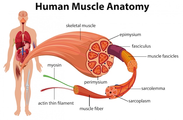 Human Muscle Anatomy Diagram