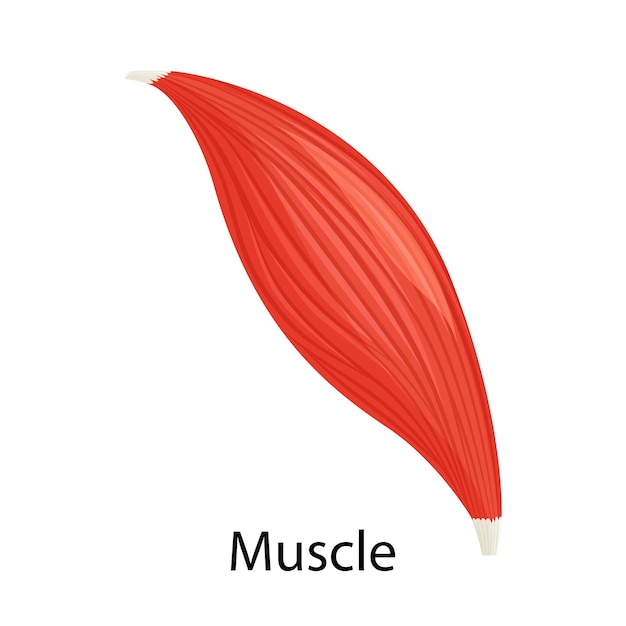 Vector human muscle icon, vector illustration flat style design isolated on white. colorful graphics