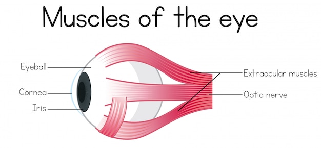 ベクトル 目の人間の筋肉