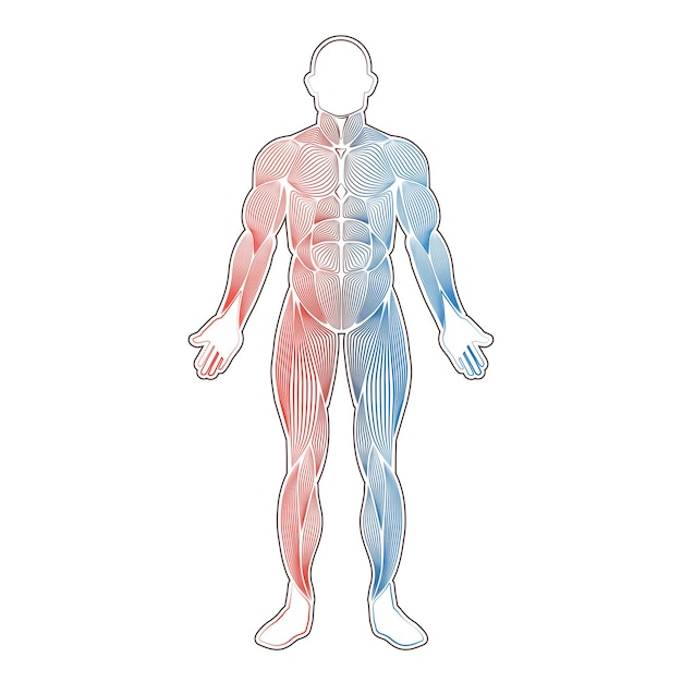 Vector human muscles two color