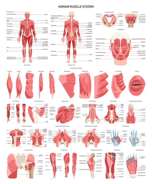 벡터 인간의 근육계 세트 정면과 후면 모습 평활근 조직