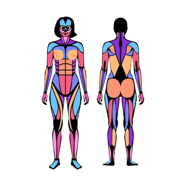 Human muscular system. structure of muscle groups and ligaments of women