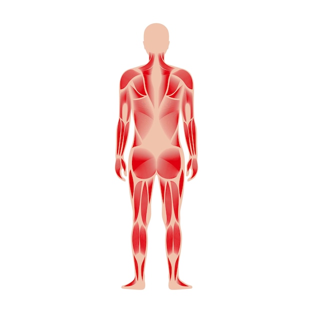 human muscular system
