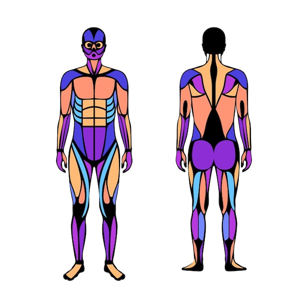 Human muscular system