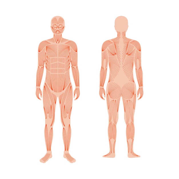 Human muscular system