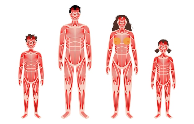 Vector human muscular system