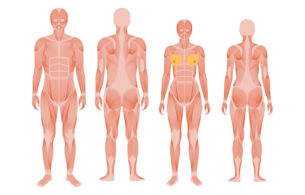 Vector human muscular system