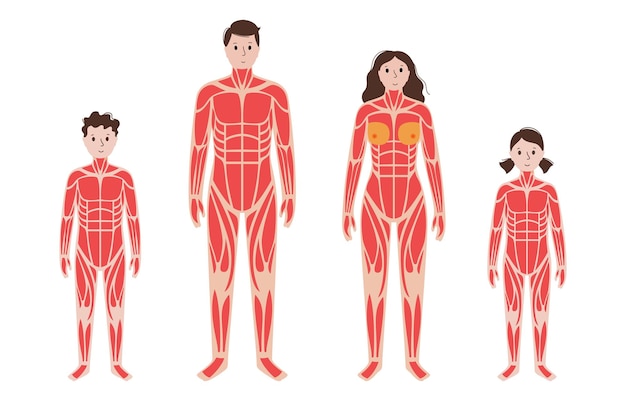 Human muscular system