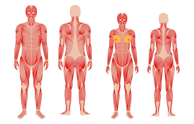 Human muscular system