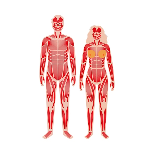 Vector human muscular system