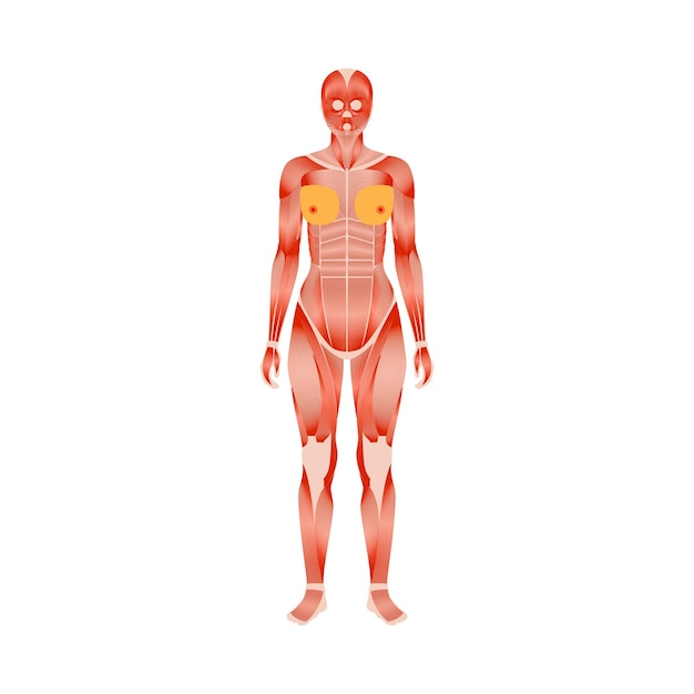 Vector human muscular system