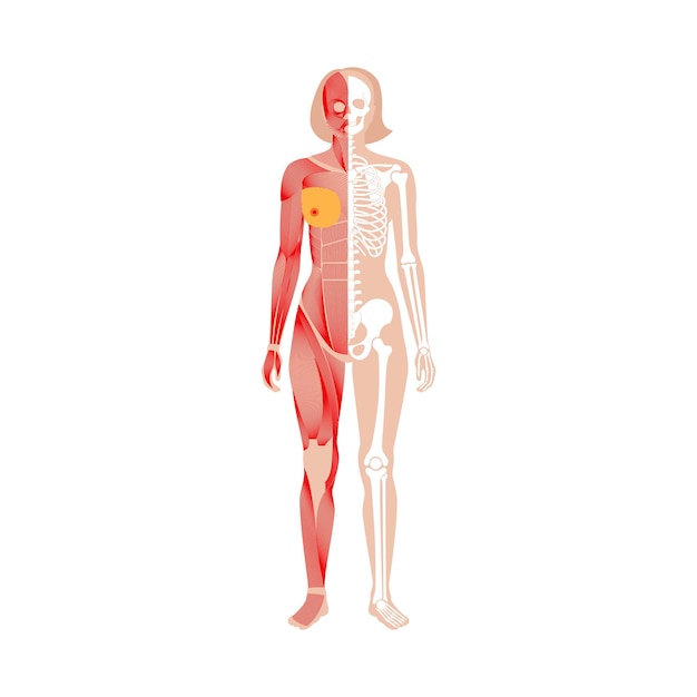 Vector human muscular system