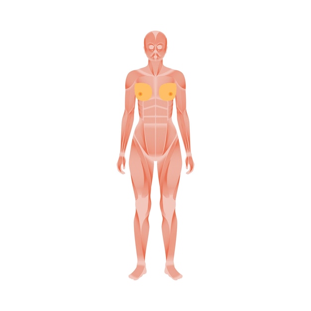 Vector human muscular system