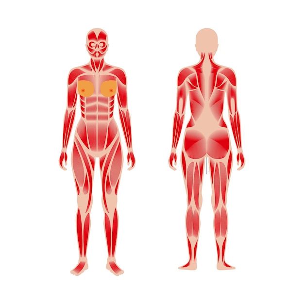 Vector human muscular system