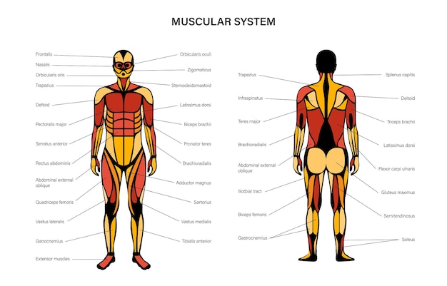 Vettore sistema muscolare umano