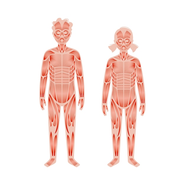 Vector human muscular system