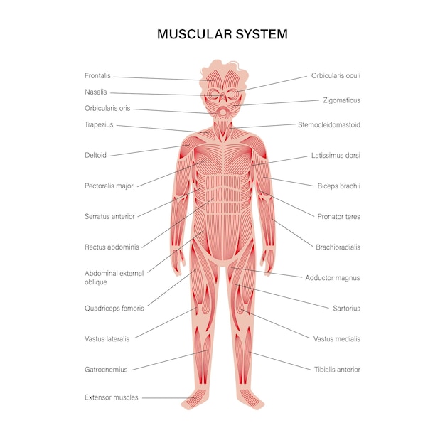 Vettore sistema muscolare umano