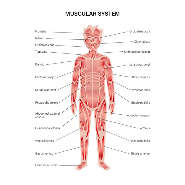 Vettore sistema muscolare umano