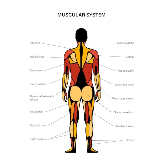 Vettore sistema muscolare umano
